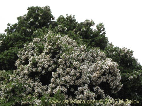 Bild von Eucryphia cordifolia (Ulmo). Klicken Sie, um den Ausschnitt zu vergrössern.